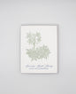 Letterpress birthday card with florals that says "December Birth Flowers, Holly And Paperwhite" by Rust Belt Love
