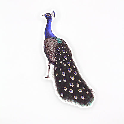 Peacock Sticker – 4"